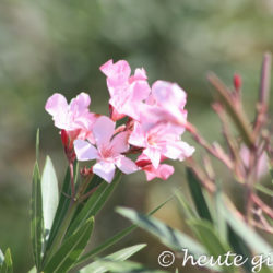 Blumen Sizilien